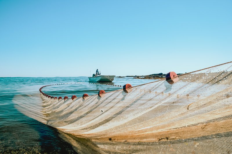 Sampling inshore waters using a beach seine