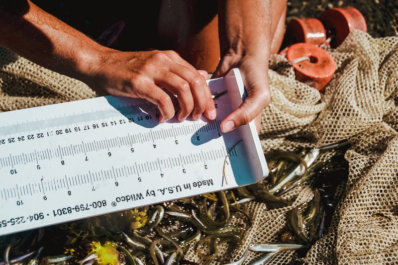 Measuring the length of a fish collected in a seining net