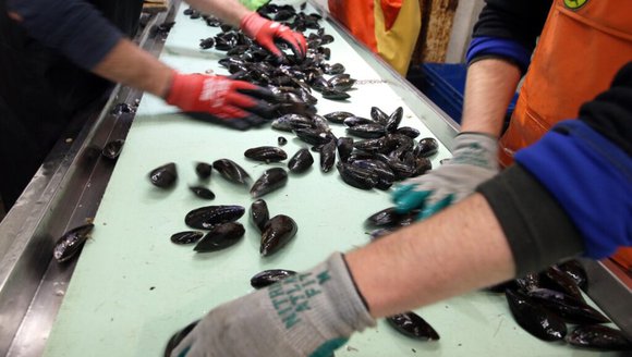 Pioneering mussel farmer buys rival, plans expansion