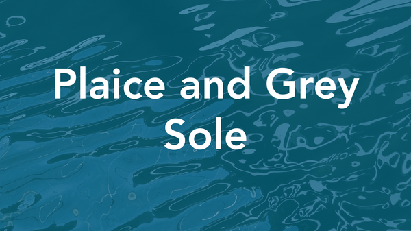 Measuring Quality_Short Summary_American Plaice and Grey Sole