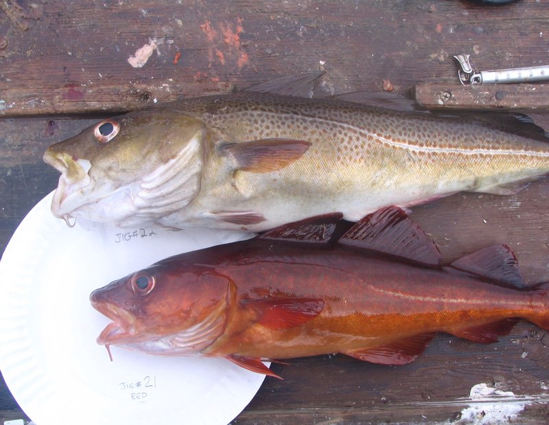 A cod versus a red cod.