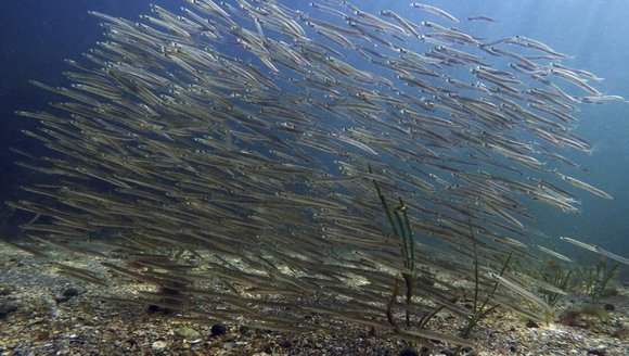 Report shows rapid warming continues in the Gulf of Maine