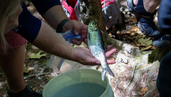 Running with the alewives of the Presumpscot River