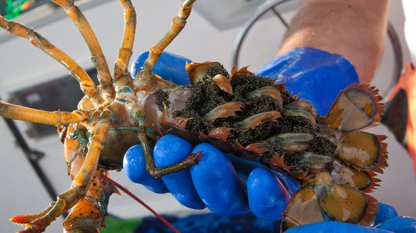 Improving Lobster Distribution Models