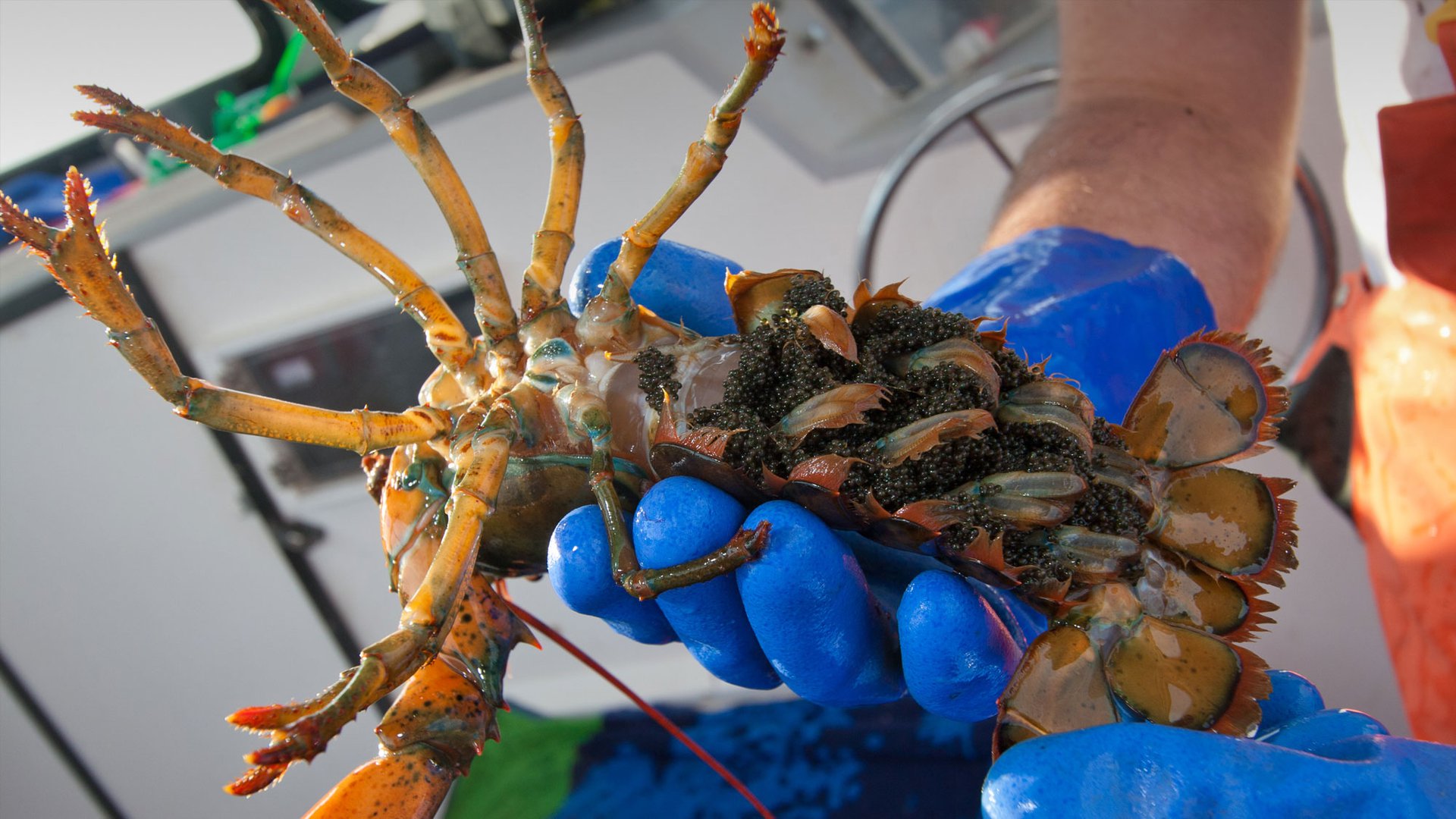 The secret behind Maine's great lobsters