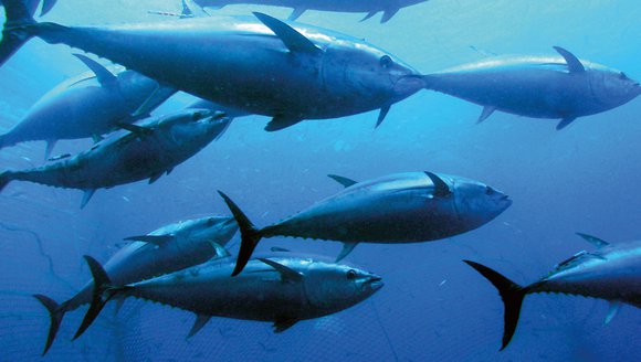 Understanding Bluefin Tuna