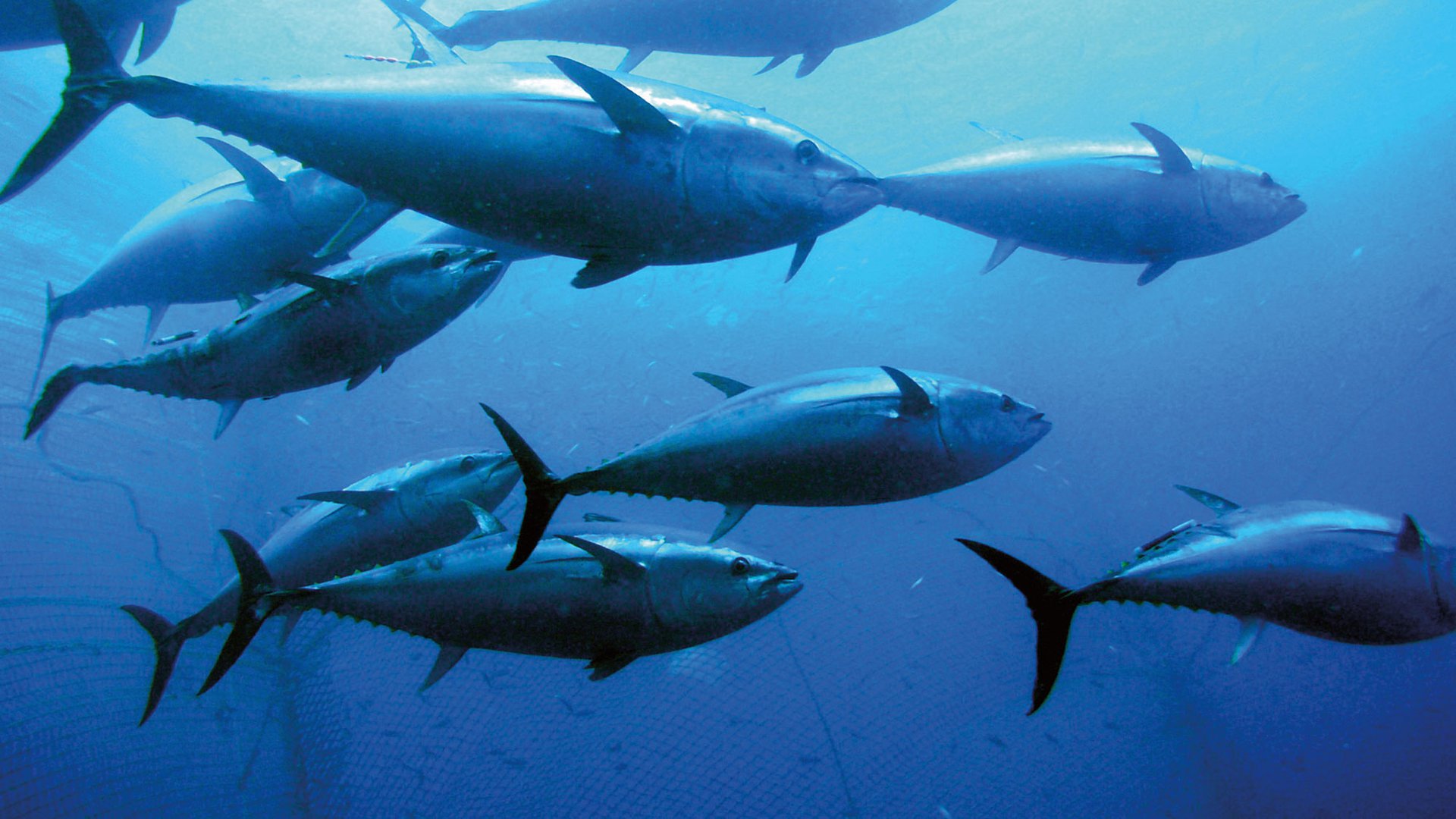 atlantic bluefin tuna habitat