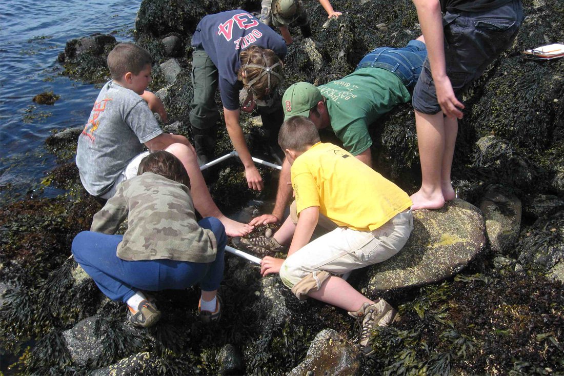 Students gather in an intertidal area in different colored shirts and look at an animal a teacher laying on his stomach in a green shirt is pointing to.