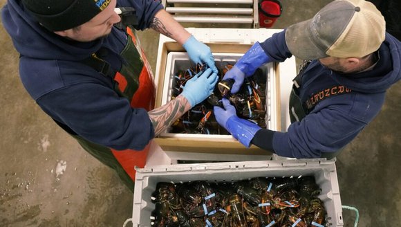 Scientists predict Maine’s lobster boom will end within 5 years