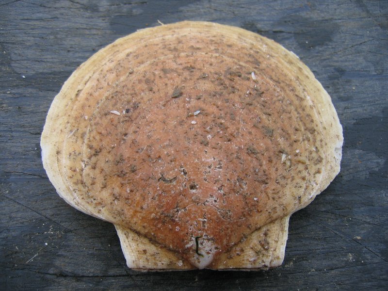 A sea scallop sits center frame, with the rounded edge toward the top of the photo, and the more rectangular edge toward the bottom. It's an off-white and brown scallop sitting on top of a black wooded surface.