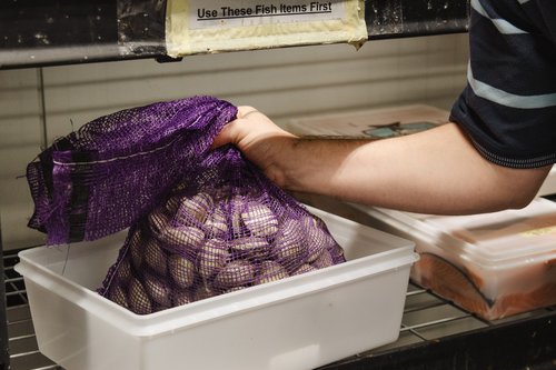 A man is holding up a purple bag of shellfish.