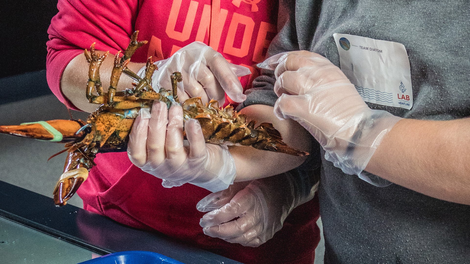 student hands wearing gloves holding a lobster during LabVenture