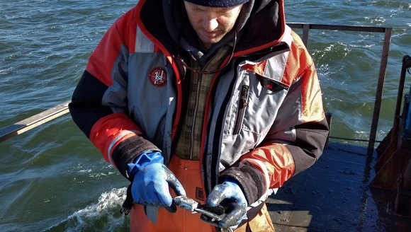 Blue Mussels, Golden Opportunity