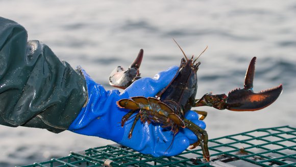 GMRI Scientists Predict Early Lobster Season