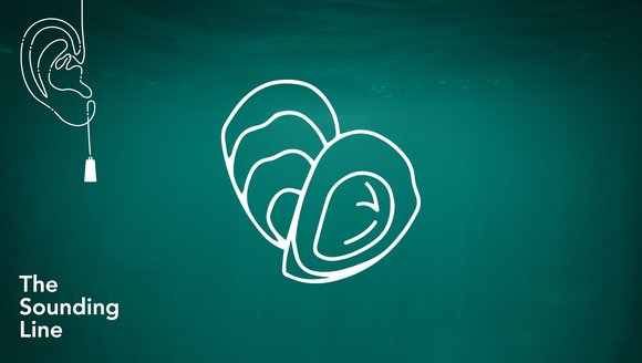 Growing Oysters in the Gulf of Maine