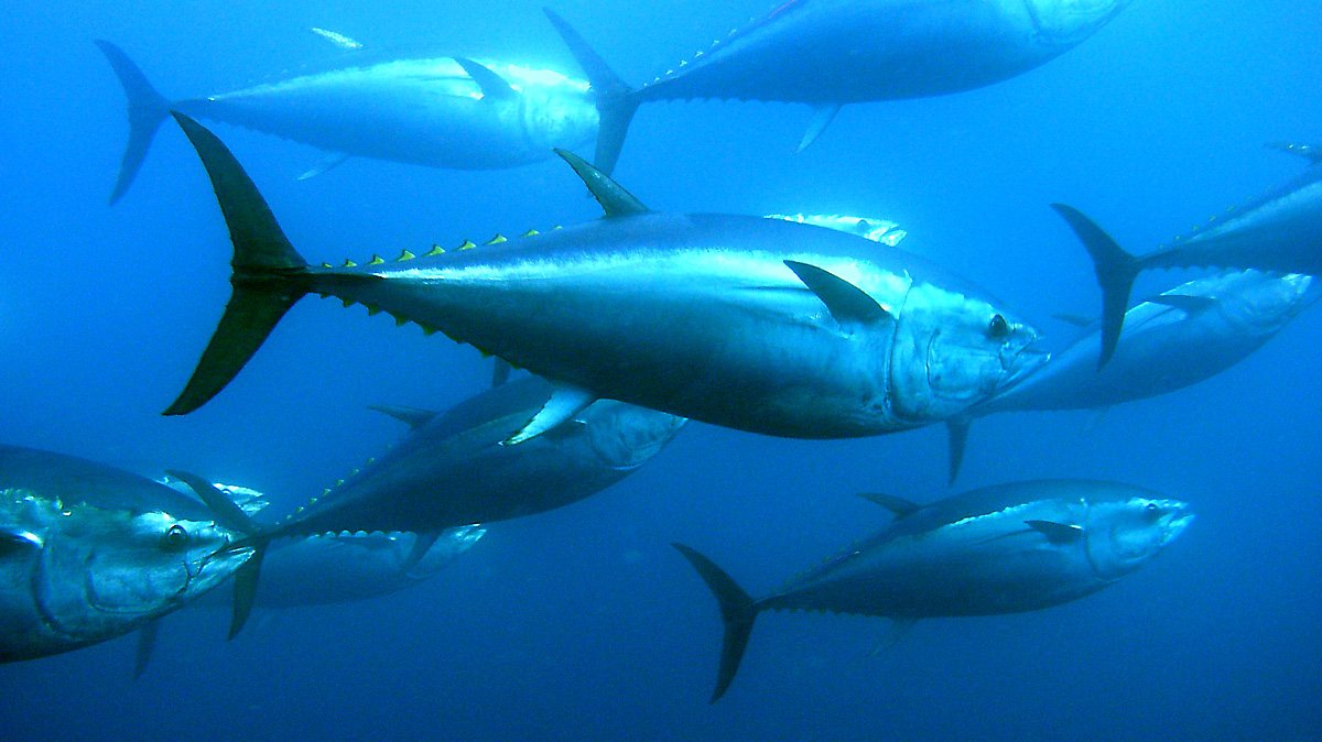 An underwater photo shows a group of bluefin tuna swimming to the right