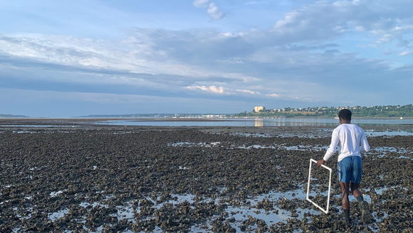 Volunteers are mapping Maine's missing mussels
